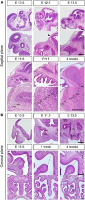 Spatiotemporal dynamics of the development of mouse olfactory system from prenatal to postnatal period